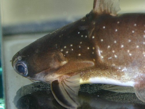 Auchenipterichthys coracoideus = close up of head