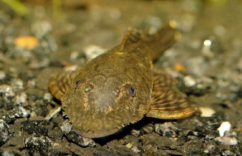 Ancistrus triradiatus = head view