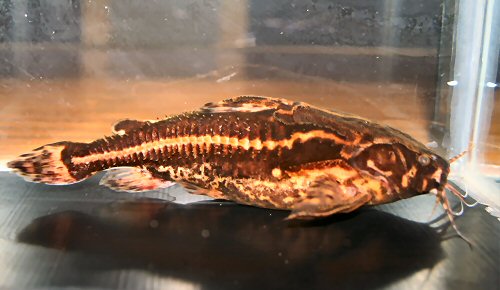 Acanthodoras cataphractus