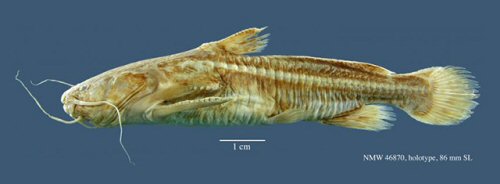 Acanthodoras depressus = Holotype NMW 46870