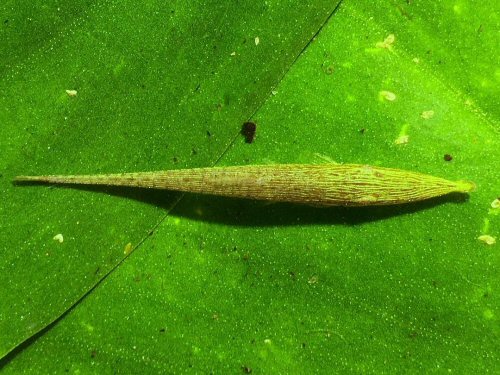 Acestridium colombiense = dorsal view