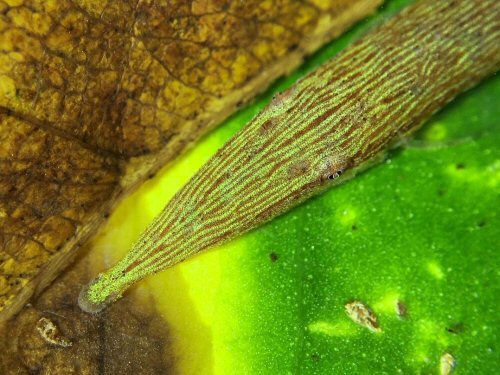 Acestridium colombiense = head view