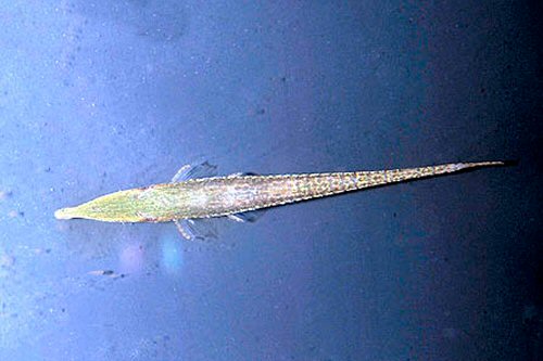 Acestridium dichromum = dorsal view