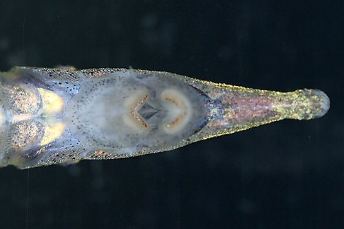 Acestridium discus  = ventral view of mouth