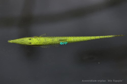 Acestridium triplax = Dorsal view