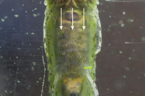 Acestridium triplax = Ventral view of the one series of middle abdominal plates between the lateral abdominal plates