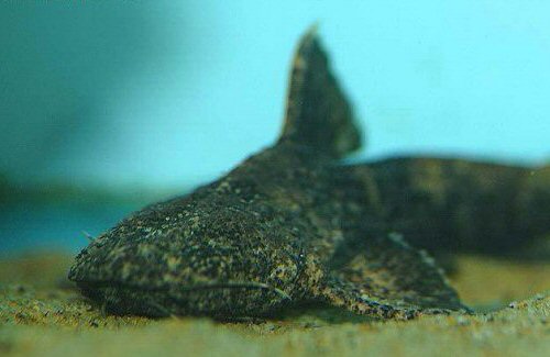 Acrochordonichthys rugosus = head view