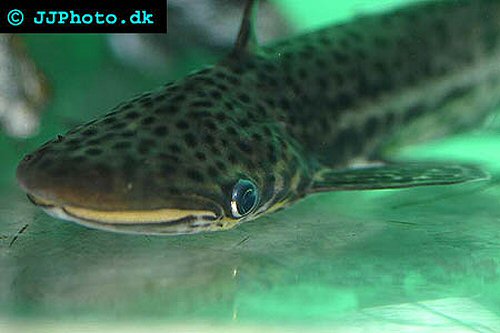 Ageneiosus polystictus = head view