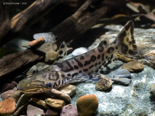 Ageneiosus inermis = juvenile