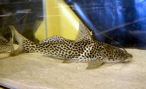 Aguarunichthys tocantinsensis