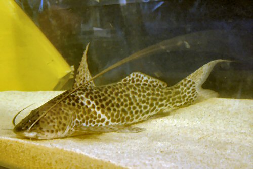 Aguarunichthys tocantinsensis 