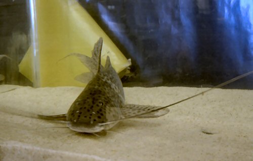 Aguarunichthys tocantinsensis  = head view