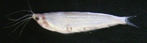 Ailiichthys punctata = From Karachi harbour