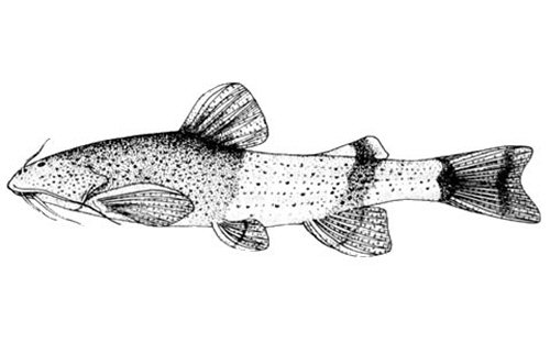 Akysis brachybarbatus = line drawing