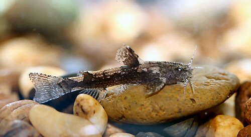 Akysis sp. ephippifer