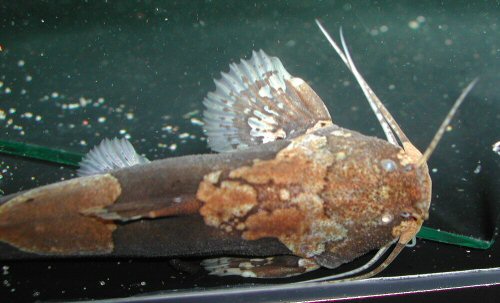 Akysis portellus - dorsal head view