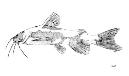 Akysis variegatus = line drawing