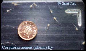 Osteogaster aenea 'albino' fry