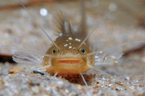 Amblyceps mangois = view of mouth