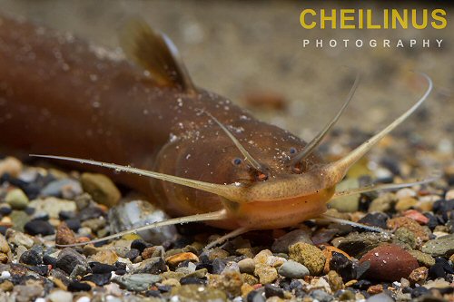 Amblyceps yunnanensis = head view