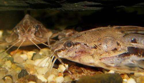 Amblydoras nauticus = head view