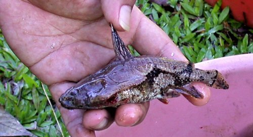 Amblydoras nauticus = On location-Iquitos, Peru 2002