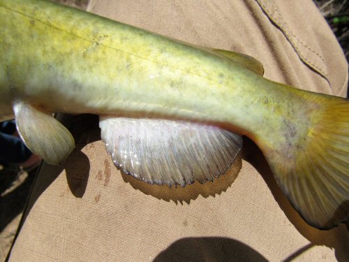 Ameiurus brunneus - Showing the anal fin rays 17-20