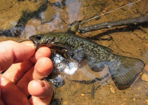 Ameiurus brunneus - Mottled version-Eno River, NC.