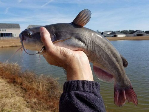 Ameiurus catus = Port Wentworth, GA, USA