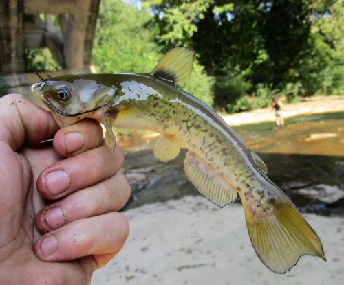 Ameiurus platycephalus