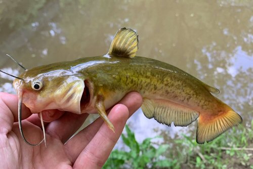 Ameiurus platycephalus