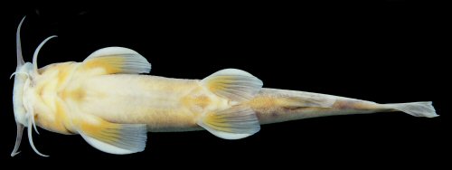 Amphilius kivuensis = Ventral view-Bwindi Impenetrable National Park, Uganda