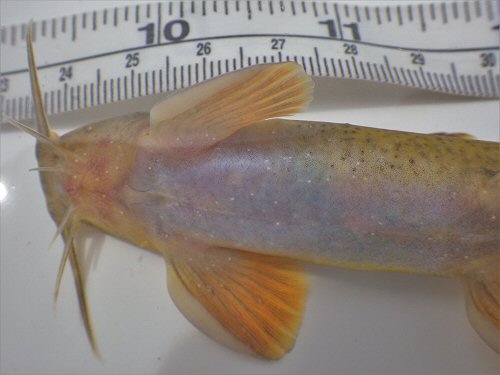 Amphilius natalensis = ventral view-from Bushmans River (Tugela System), South Africa.