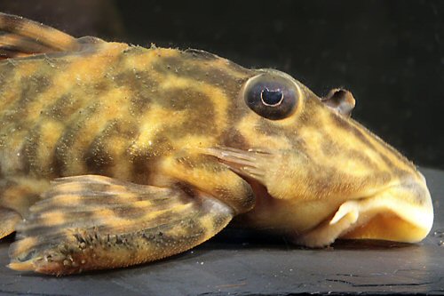 Peckoltia wernekei  = head view