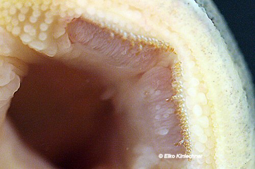 Peckoltia wernekei  = mouth view