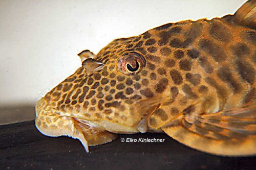 Ancistomus sp. (L387)  = head view