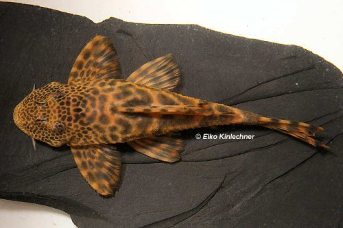 Ancistomus sp. (L387)  = dorsal view