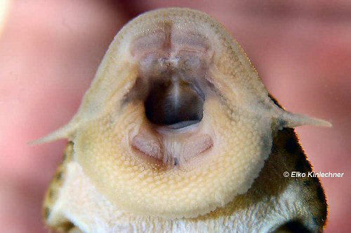 Ancistomus sp. (L387)  = mouth view