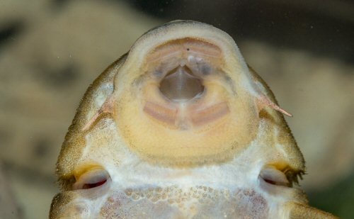 Ancistomus sp. (L487) = mouth view