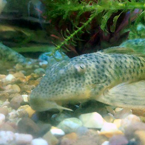 Ancistomus spilomma  = head view