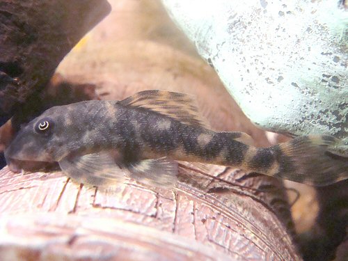 Peckoltia lujani