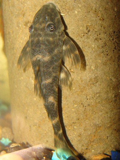 Peckoltia lujani = dorsal view