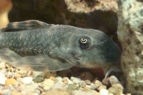 Peckoltia lujani = head view