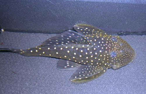 Hemiancistrus sp (L128) = male