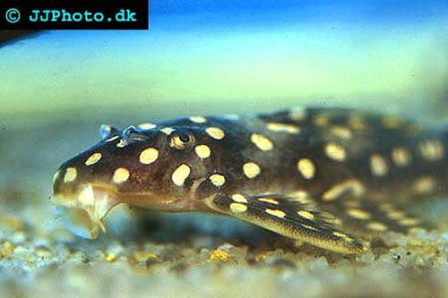 Scobinancistrus raonii = head view