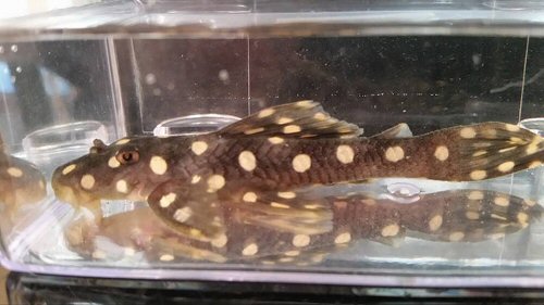 Scobinancistrus raonii