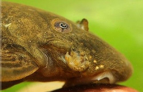 Ancistrini sp. (L462 ) = Head view - showing the bubble structure