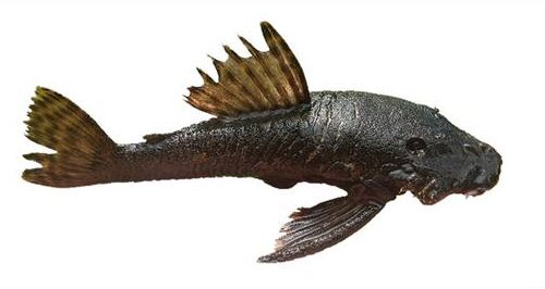 Ancistrus abilhoai = Iritim and Padros rivers, Brazil