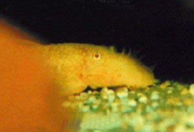 Ancistrus sp. 'albino' = head view