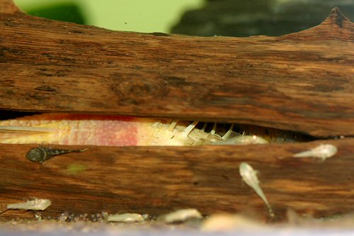 Ancistrus sp. 'albino' = Breeding tank